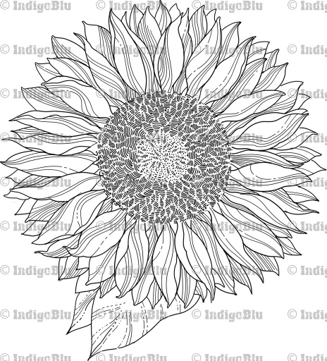 Sunflower - Digi
